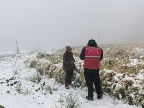 长宏网 攀枝花人保财险：积极应对“倒春寒” 守护麦香保丰年